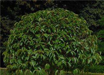 Prunus lusitanica Angustifolia Boule D 080 - 100 cm Pot