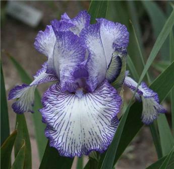Iris germanica Autumn Circus Pot C2.5L ** Bleu **