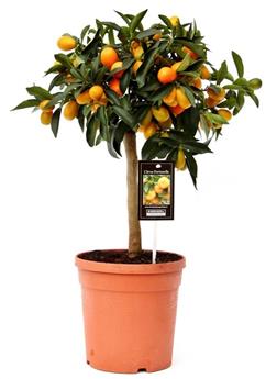 Citrus kumquat mini tige Pot P21 cm ** Comestible **