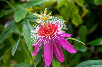 Passiflora caerulea Anastasia Pot C2Litres ** Fleurs de la passion Rose **