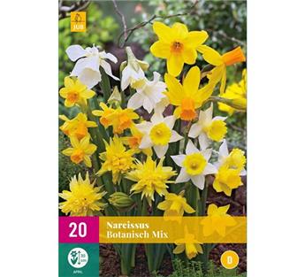 Narcisse botanisch botanical mix * 20 pc cal.10/12