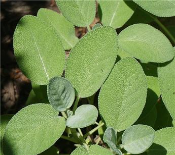 Salvia officinalis Pot P15 cm  ** Sauge condimentaire **