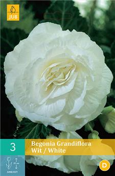 Begonia grandiflora Blanc  * 3 Pc  : calibre 5/6