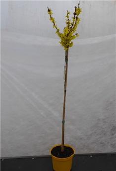 Forsythia intermedia Spectabilis Tige 100 cm Pot P21