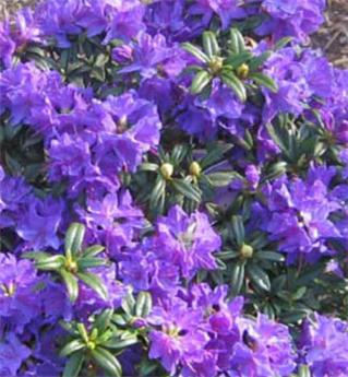 Rhododendron impeditum Gristede Pot C5L **Nain**