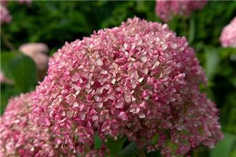 Hydrangea arborescens Ruby Annabelle® Pot C10Litres