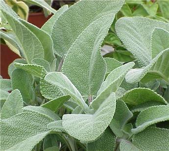 Salvia officinalis Berggarten BIO Pot P15 cm