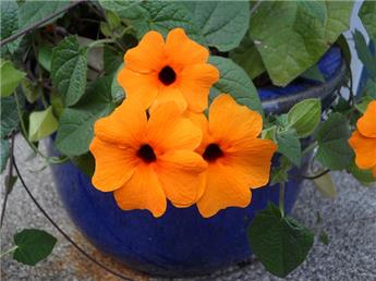 Thunbergia Suzanne Orange Pot P17 cm