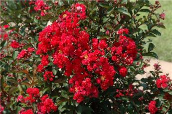 Lagerstroemia indica Dynamite 200 250 cm Buisson Pot C35Litres ** rouge **