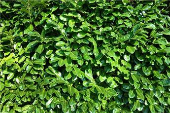 Prunus laurocerasus Rotundifolia 040 060 Pot C3.5 *** Remise importante à partir de 10 plantes **