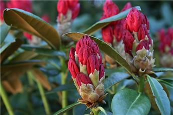 Rhododendron Karl Naue 40+  Pot C5