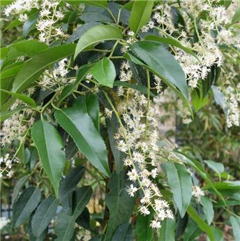 Prunus lusitanica Angustifolia 100 125 cm Motte ou Pot (BLA)  *** Remise importante à partir de 10 plantes **