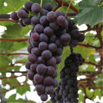 Vitis vinifera Frankenthaler Pot C2.7 (syn. : Black Hambourg )