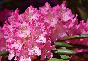 Rhododendron Chevalier Felix De Sauvage 60 70 Pot C10