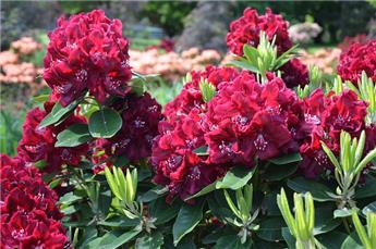 Rhododendron Lord Roberts 100 125 cm Pot C18